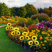 Lifelike Solar Garden Lights | Outdoor LED Landscape Lighting | Weatherproof Solar Lights | Adjustable Sunflower Fixtures | Garden Decor - Zardee-3